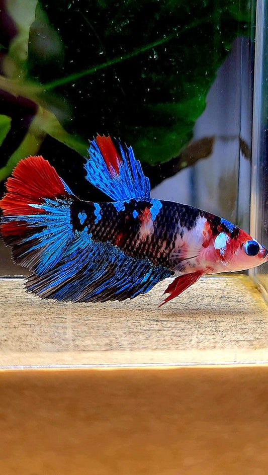 FEMALE HALFMOON BLACK GALAXY RED MULTICOLOR BETTA FISH