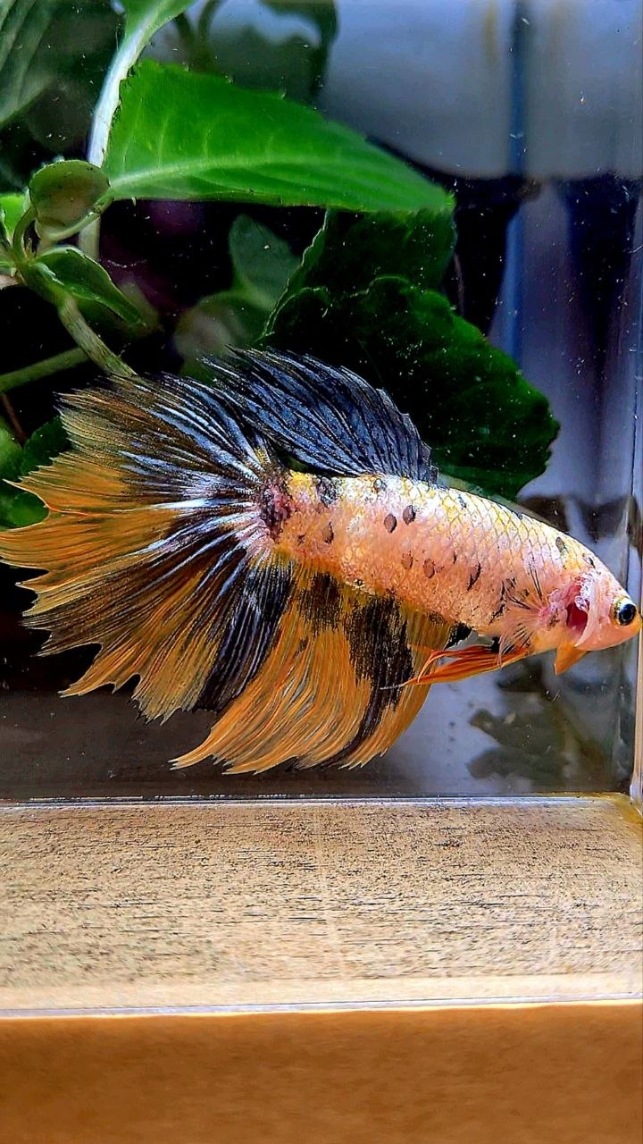 XXL FEMALE HALFMOON ROSETAIL YELLOW FANCY COPPER MULTICOLOR BETTA FISH minus wart