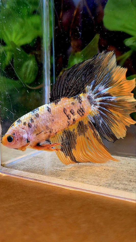 XXL FEMALE HALFMOON ROSETAIL YELLOW FANCY COPPER MULTICOLOR BETTA FISH minus wart