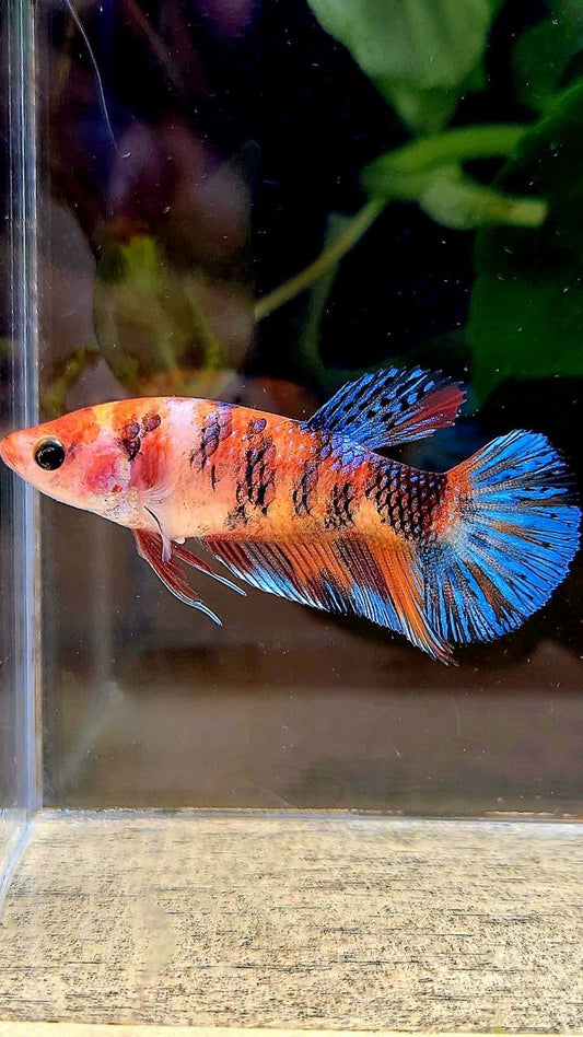 FEMALE PLAKAT ORANGE METTALIC MULTICOLOR BETTA FISH