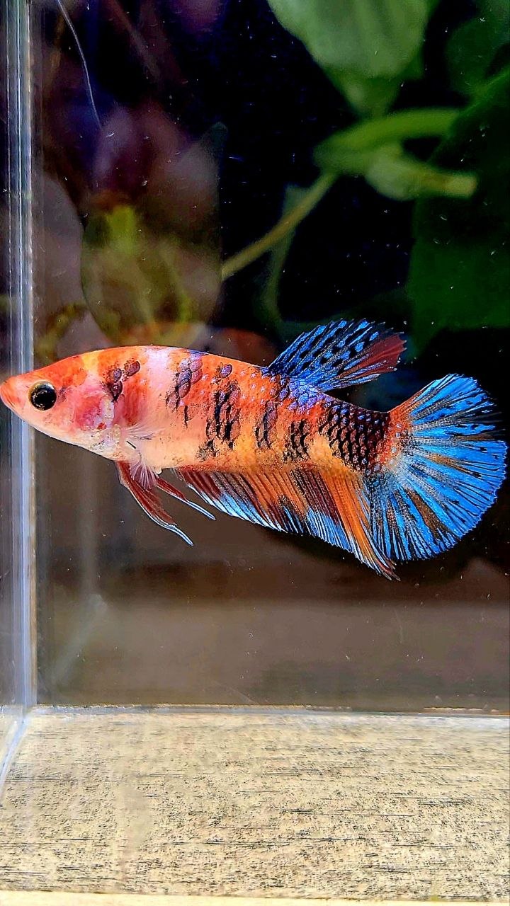 FEMALE PLAKAT ORANGE METTALIC MULTICOLOR BETTA FISH