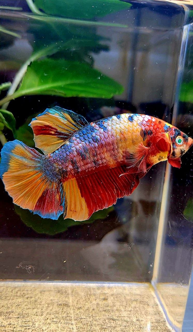 GIANT PLAKAT FANCY MULTICOLOR BETTA FISH