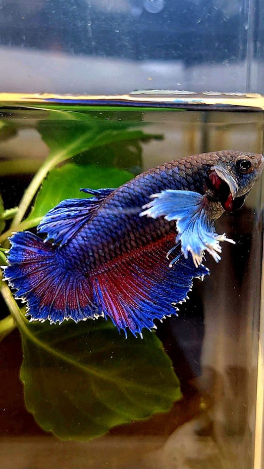 FEMALE HALFMOON SUPER DUMBO COLORED EAR BLUE PURPLE BETTA FISH