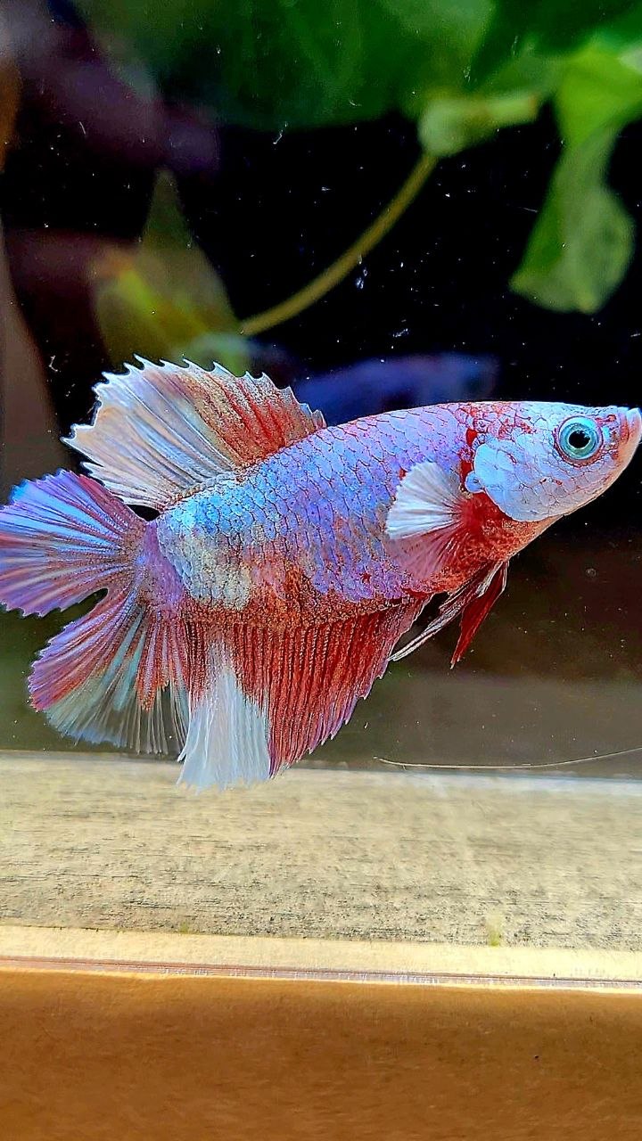 FEMALE HALFMOON DOUBLE TAIL WHITE MULTICOLOR BETTA FISH