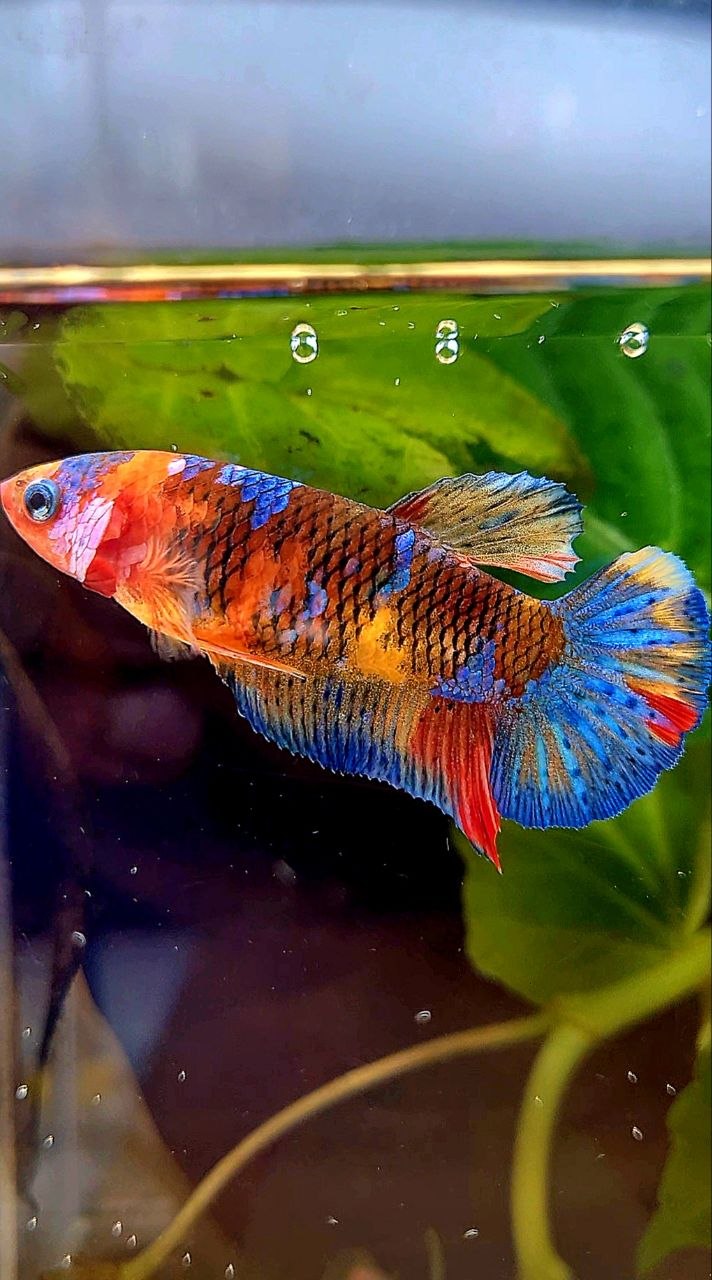 FEMALE PLAKAT GALAXY MULTICOLOR BETTA FISH