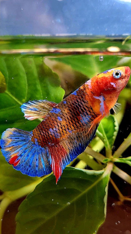 FEMALE PLAKAT GALAXY MULTICOLOR BETTA FISH