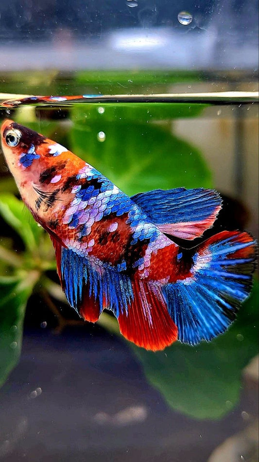 FEMALE HALFMOON RED GALAXY MULTICOLOR BETTA FISH