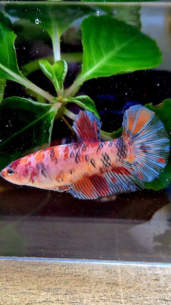 FEMALE PLAKAT KOI MULTICOLOR BETTA FISH