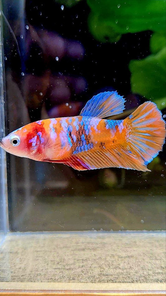FEMALE PLAKAT ORANGE GALAXY MULTICOLOR BETTA FISH