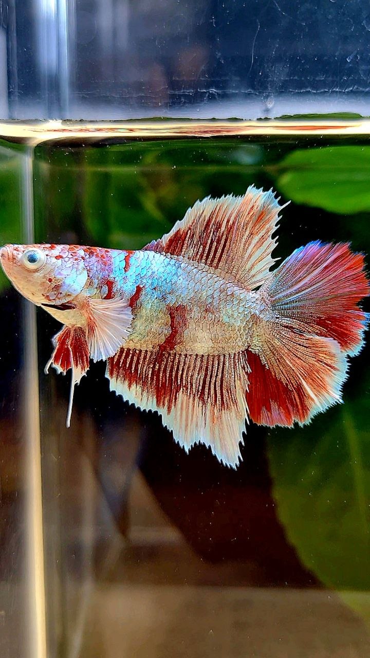 FEMALE HALFMOON BARONGSAI WHITE MULTICOLOR BETTA FISH