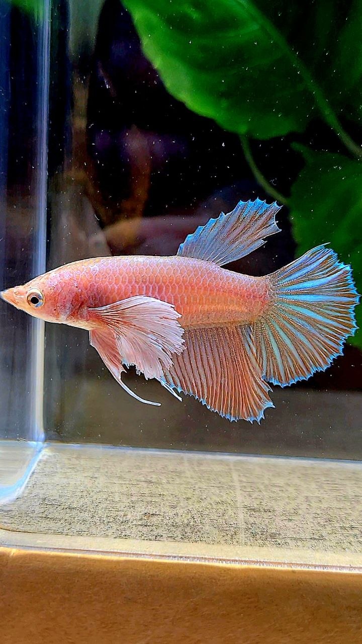 FEMALE HALFMOON DUMBO EAR ORANGE PINEAPPLE BETTA FISH