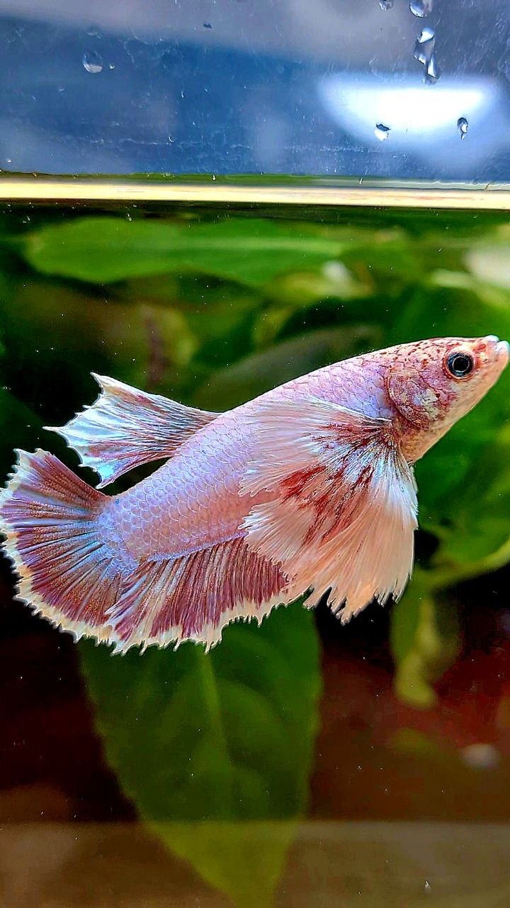 FEMALE HMPK SUPER DUMBO EAR PINK LAVENDER BETTA FISH