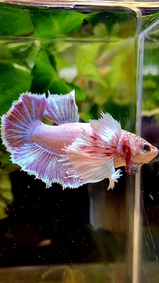 FEMALE HMPK SUPER DUMBO EAR PINK LAVENDER BETTA FISH
