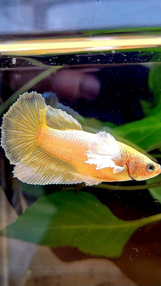 FEMALE HALFMOON DUMBO EAR GOLD BETTA FISH