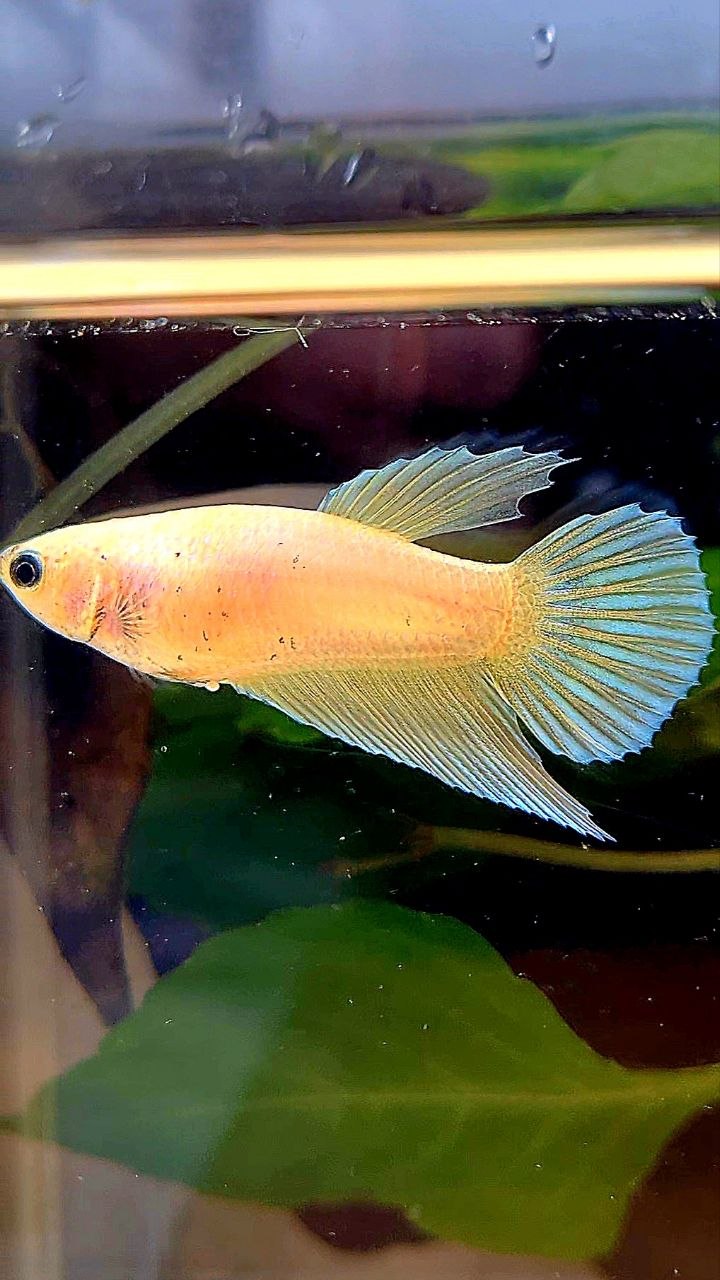 FEMALE VEILTAIL GOLD BETTA FISH