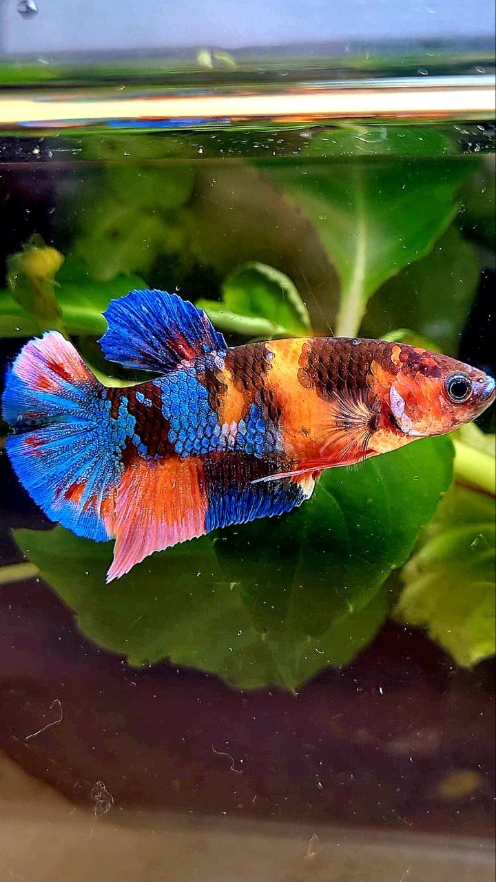 FEMALE PLAKAT GALAXY ORANGE BLUE MULTICOLOR PATTERN BETTA FISH