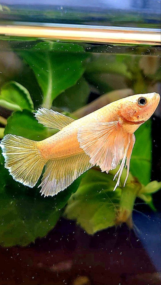 FEMALE HALFMOON SUPER DUMBO EAR GOLD BETTA FISH