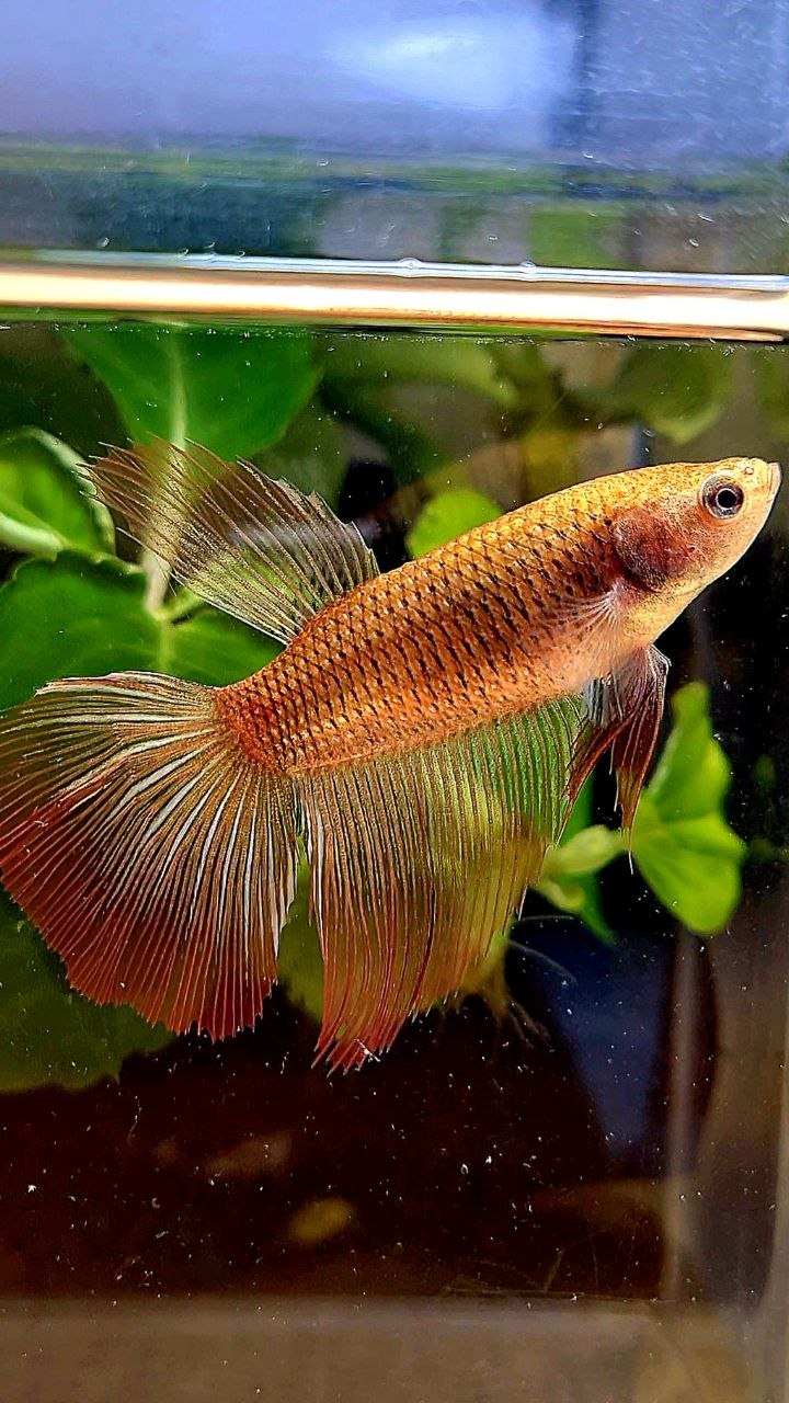 XL FEMALE HALFMOON RED COPPER BETTA FISH