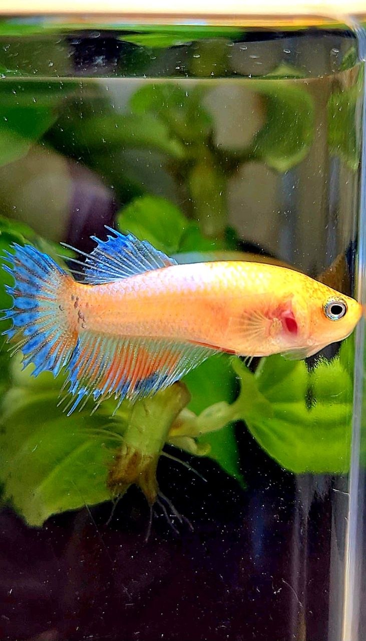 FEMALE CROWNTAIL YELLOW FANCY BETTA FISH