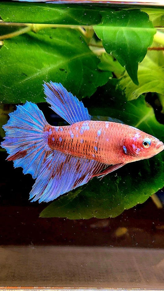 FEMALE HALFMOON ROSETAIL RED PURPLE GALAXY RPG BETTA FISH