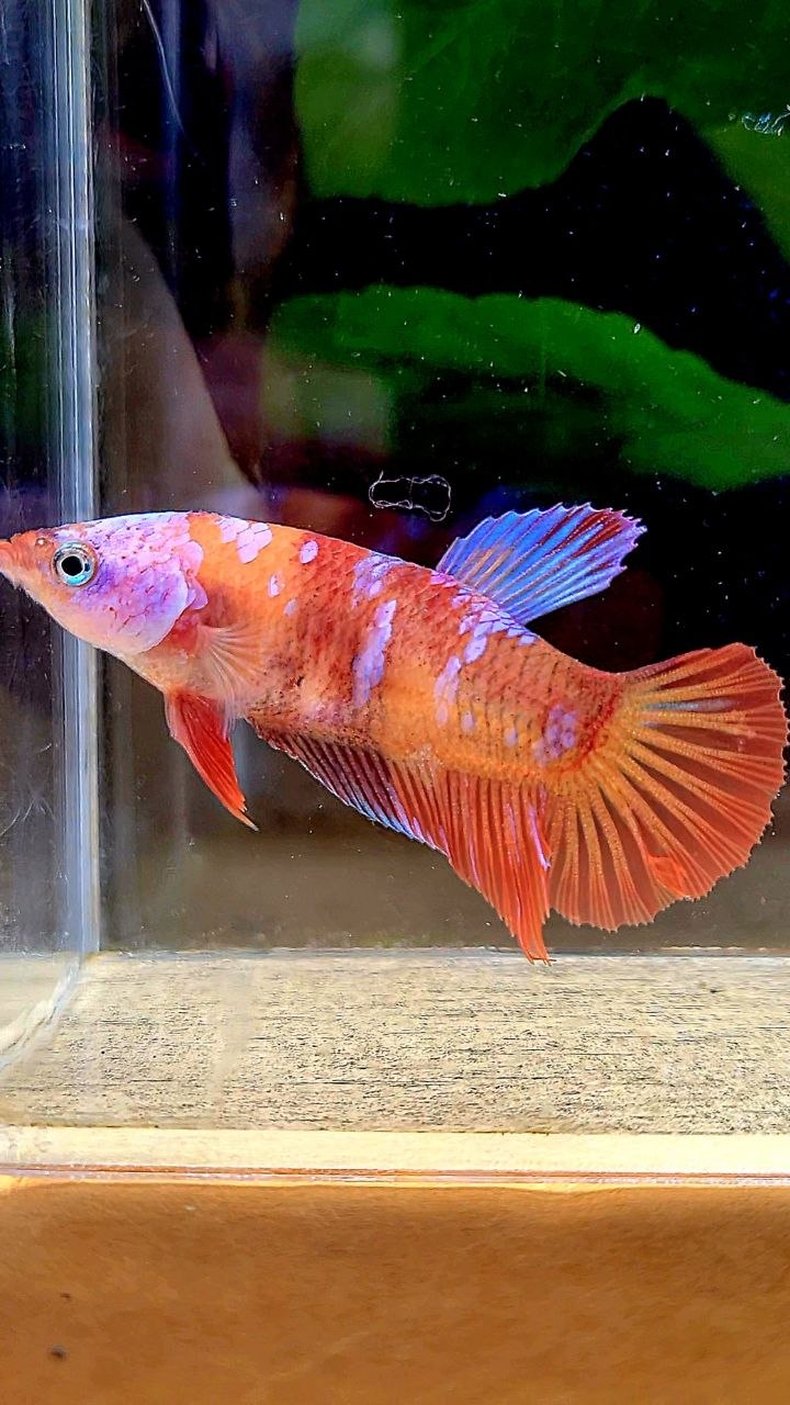 FEMALE PLAKAT ORANGE GALAXY MULTICOLOR BETTA FISH