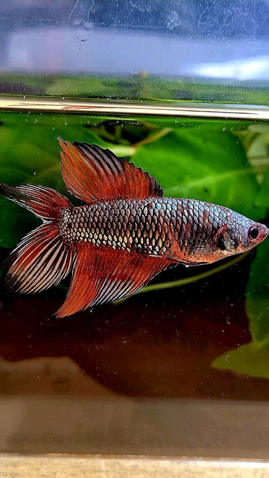 FEMALE VEILTAIL DOUBLE TAIL COPPER ORANGE MULTICOLOR BETTA FISH