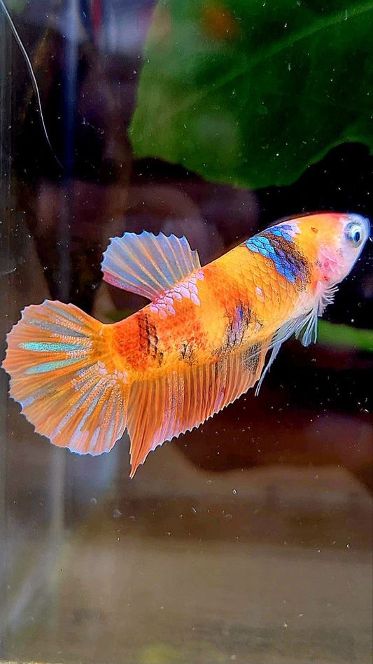 FEMALE PLAKAT ORANGE GALAXY MULTICOLOR BETTA FISH