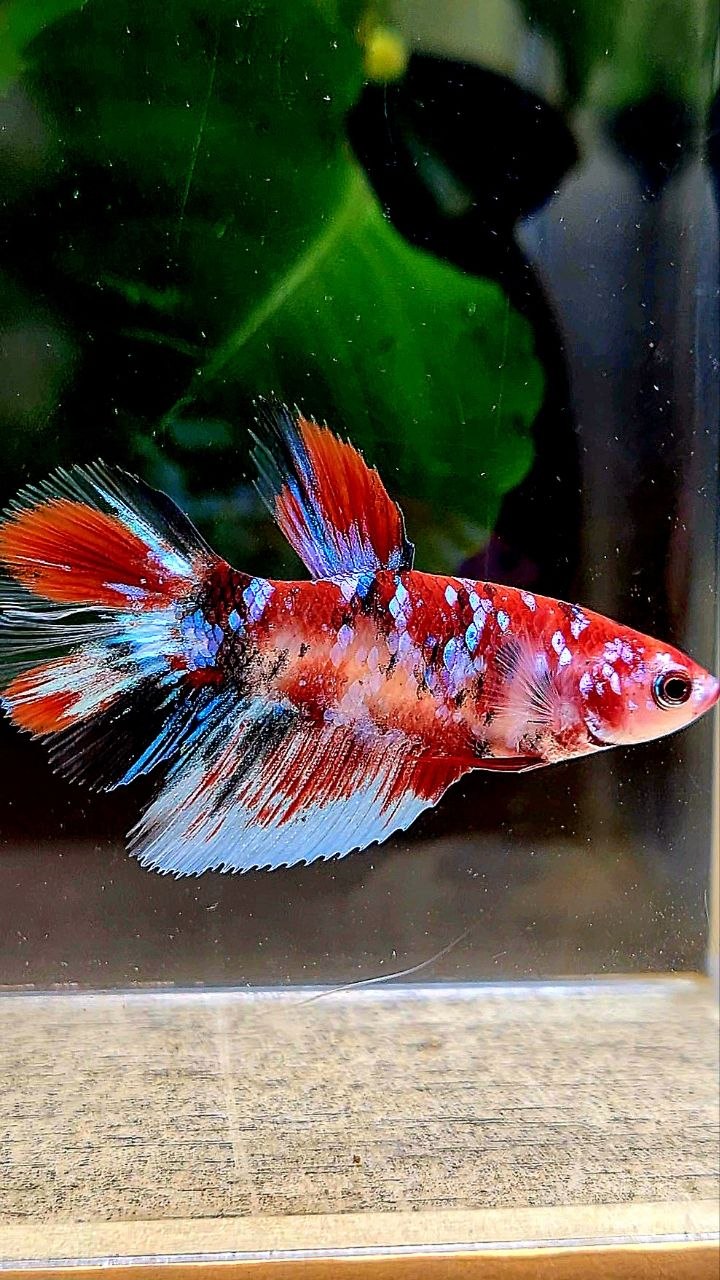 FEMALE HALFMOON RED WHITE BLACK GALAXY MULTICOLOR BETTA FISH