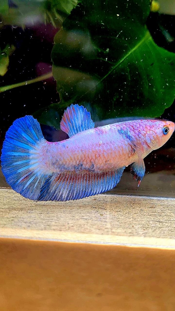 FEMALE PLAKAT BLUE PINK FLAMINGGO BETTA FISH