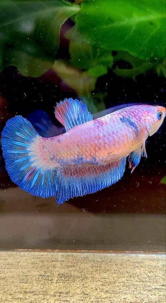 FEMALE PLAKAT BLUE PINK FLAMINGGO BETTA FISH