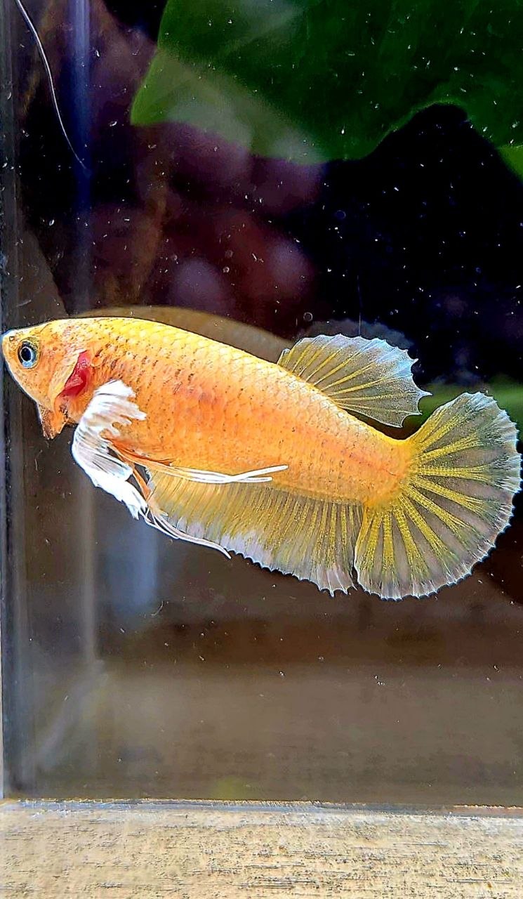 FEMALE PLAKAT DUMBO EAR GOLD BETTA FISH