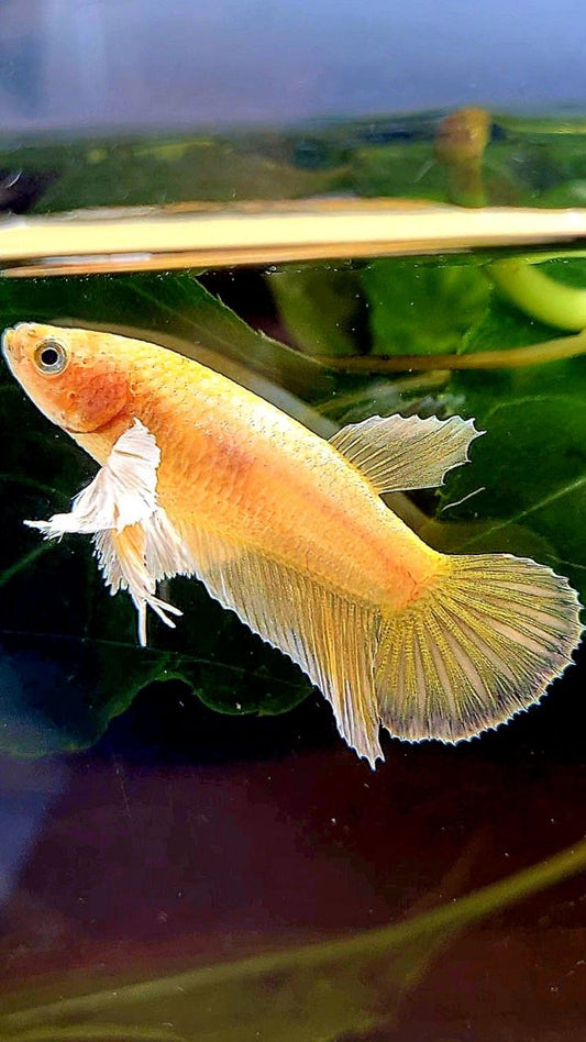 FEMALE HALFMOON SUPER DUMBO EAR GOLD BETTA FISH