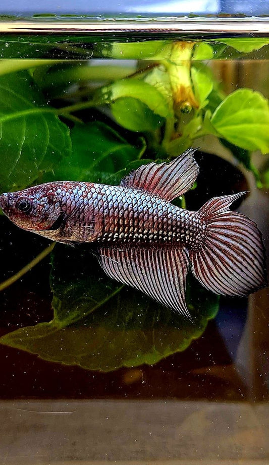 FEMALE VEILTAIL DOUBLE TAIL COPPER FANCY DARK BETTA FISH