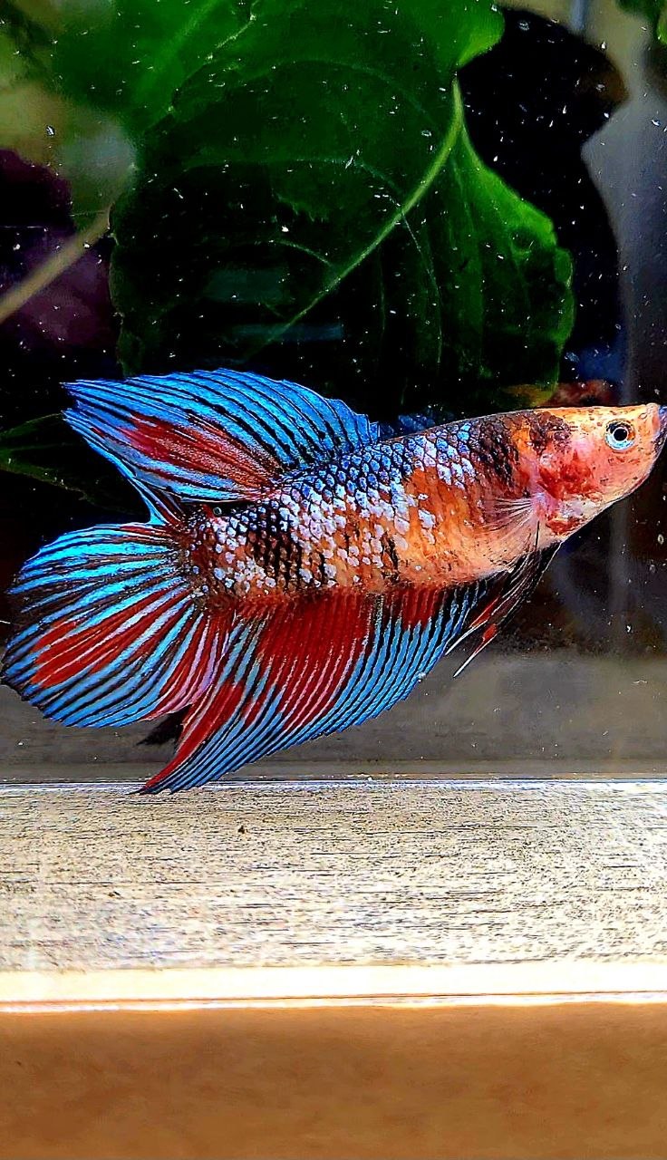 FEMALE VEILTAIL DOUBLE TAIL METALLIC MULTICOLOR BETTA FISH