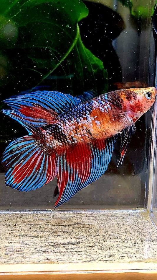 FEMALE VEILTAIL DOUBLE TAIL METALLIC MULTICOLOR BETTA FISH