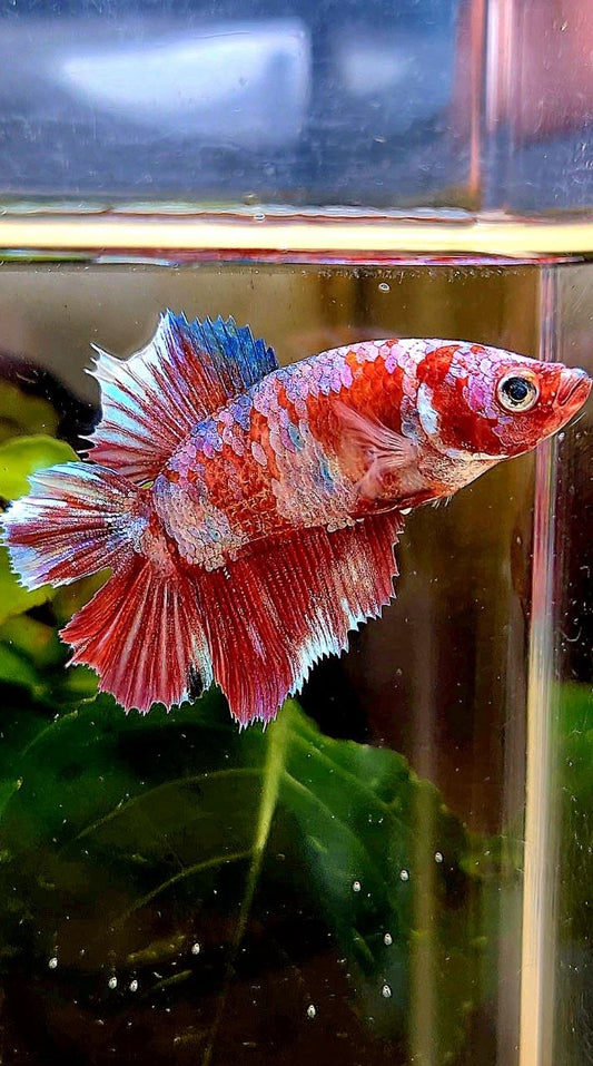 FEMALE HALFMOON DOUBLE TAIL BARONGSAI RED MULTICOLOR BETTA FISH