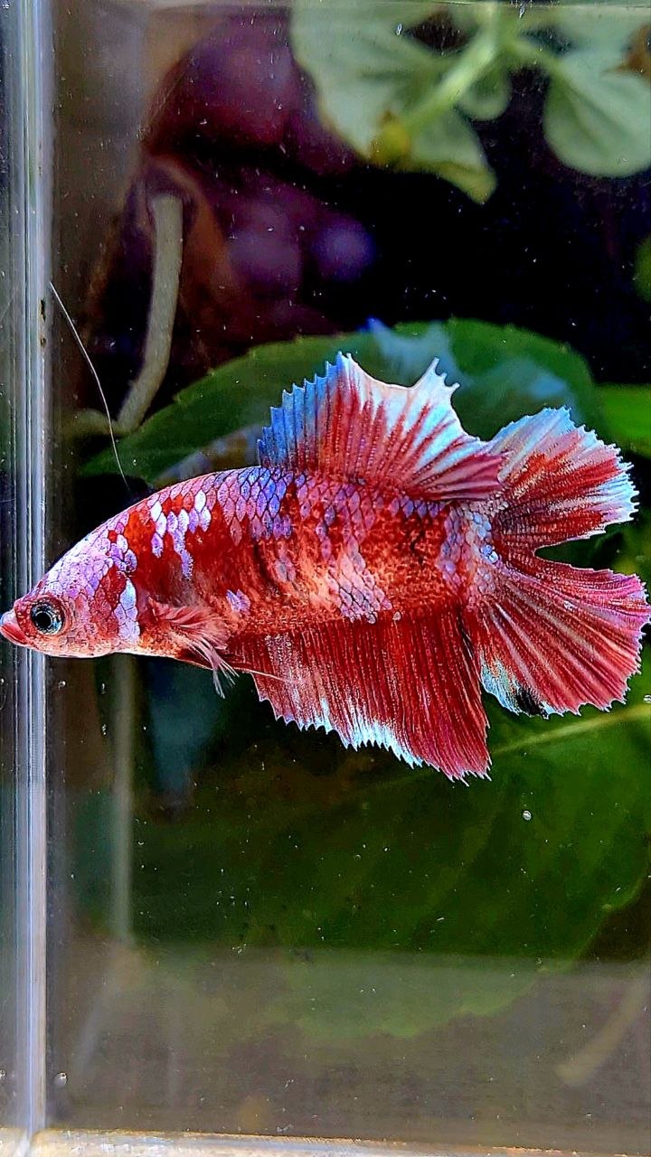 FEMALE HALFMOON DOUBLE TAIL BARONGSAI RED MULTICOLOR BETTA FISH