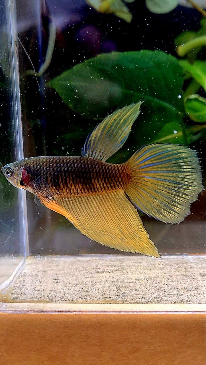 FEMALE HALFMOON BLACK YELLOW MUSTARD GAS BETTA FISH