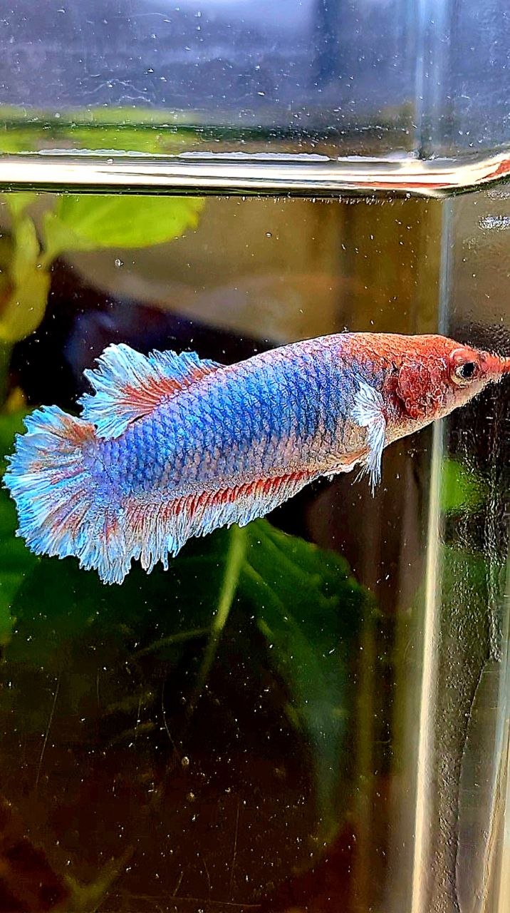 FEMALE PLAKAT BIG EAR FEATHER TAIL BLUE BETTA FISH