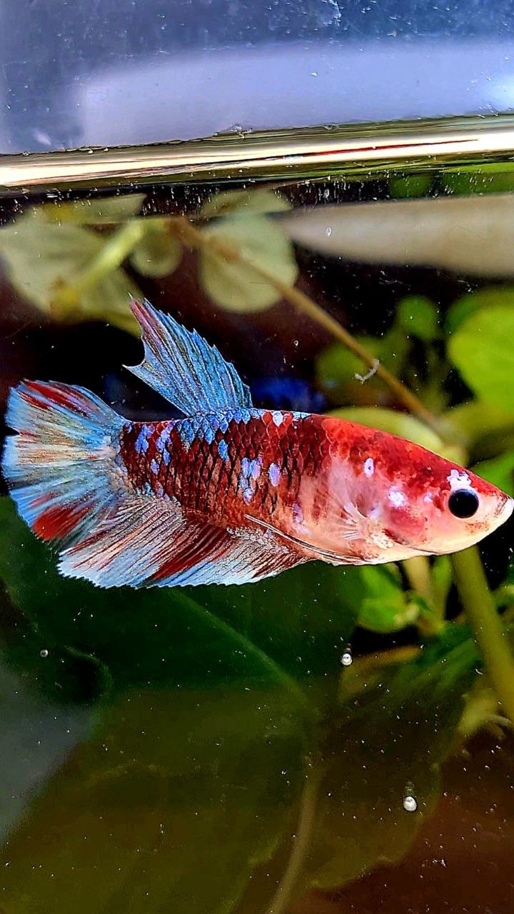 FEMALE HALFMOON RED KOI GALAXY MULTICOLOR BETTA FISH