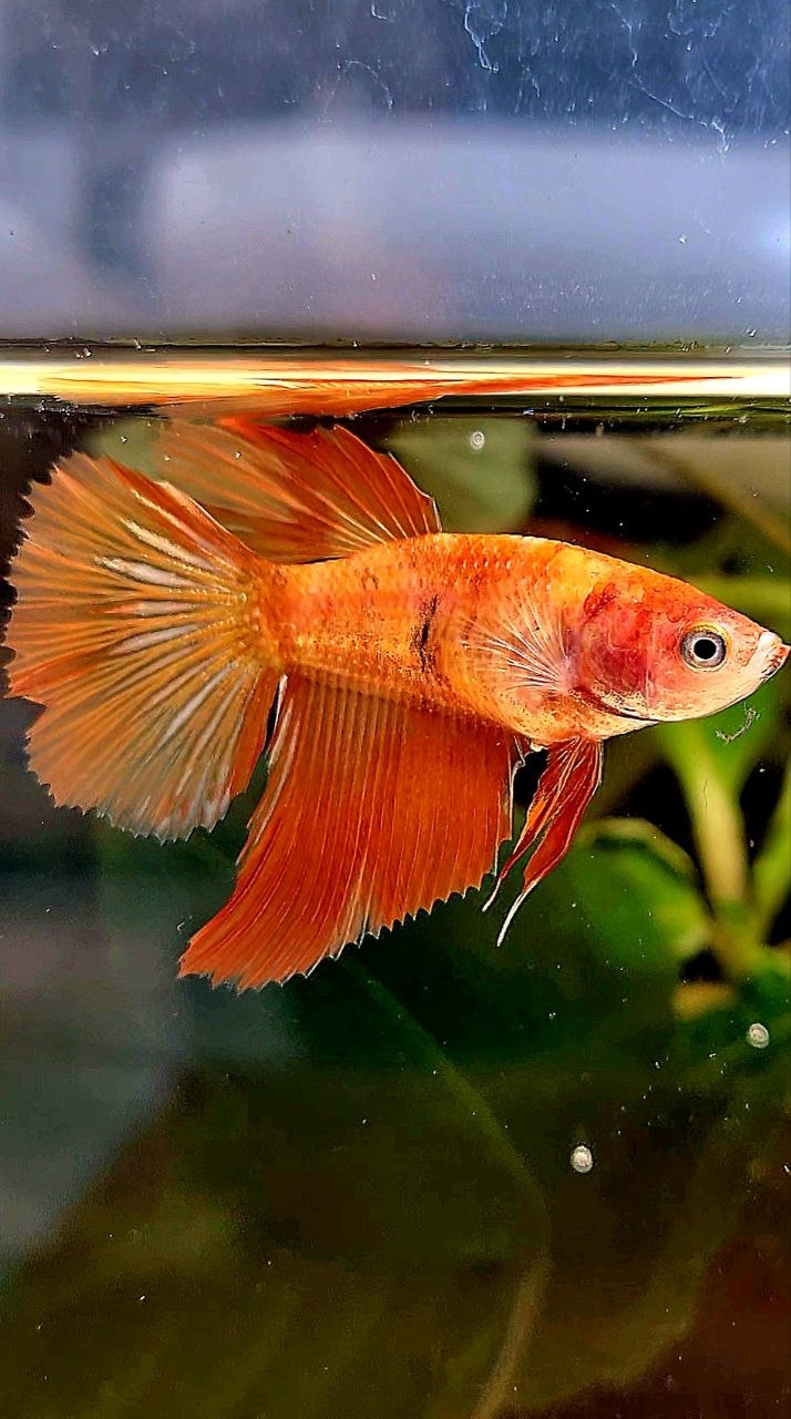 FEMALE HALFMOON LEOPARD MARBLE FIRE BETTA FISH