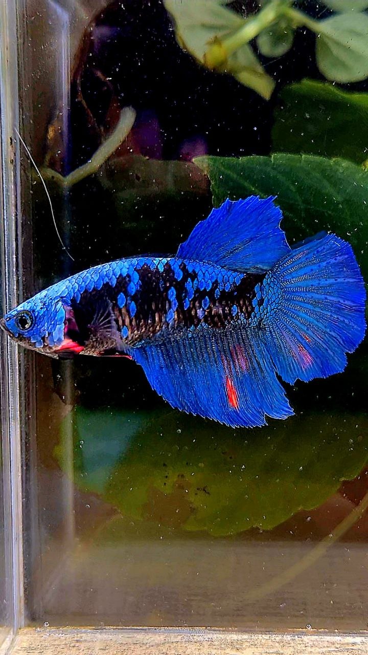 FEMALE HALFMOON ROSETAIL BLACK GALAXY AVATAR BETTA FISH