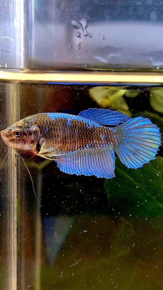 FEMALE VEILTAIL BLACK GALAXY EMERALD AVATAR BETTA FISH