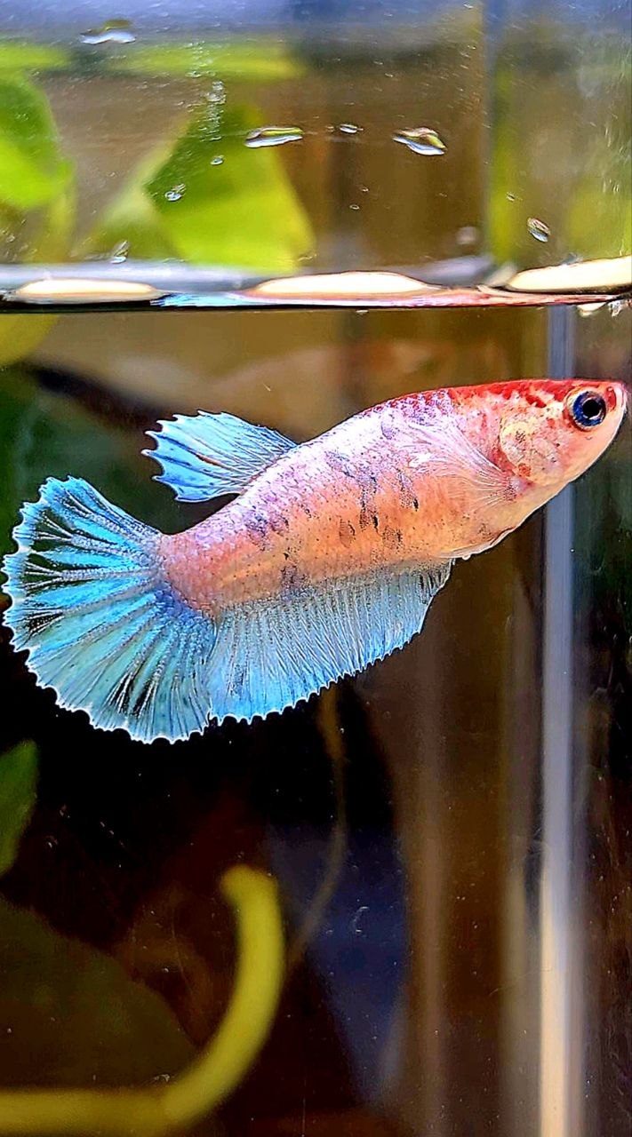 FEMALE PLAKAT BIG EAR WHITE MULTICOLOR CELLOPHANE BETTA FISH