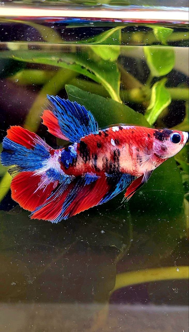 FEMALE HALFMOON RED GALAXY MULTICOLOR BETTA FISH