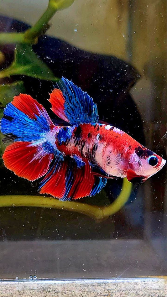 FEMALE HALFMOON RED GALAXY MULTICOLOR BETTA FISH