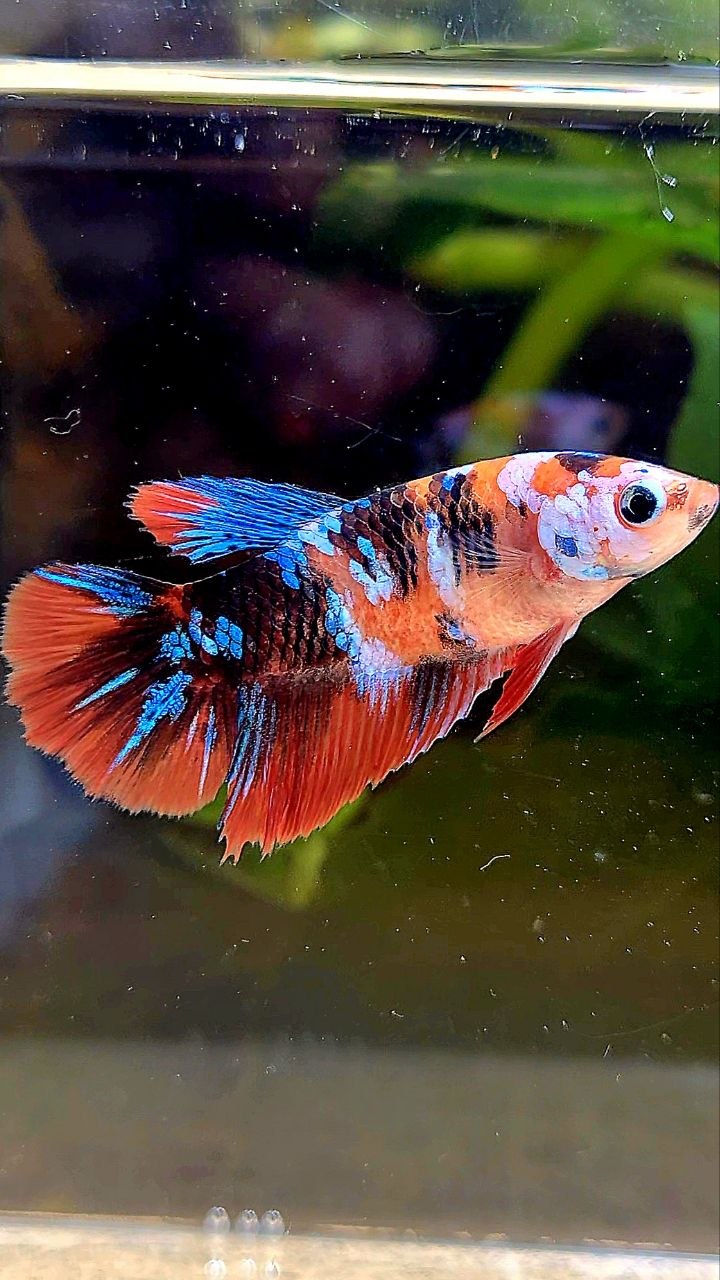 FEMALE HALFMOON ORANGE GALAXY MULTICOLOR BETTA FISH