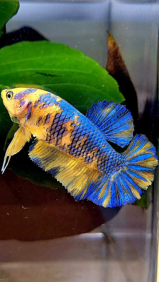 FEMALE PLAKAT YELLOW METTALIC BLUE MULTICOLOR BETTA FISH