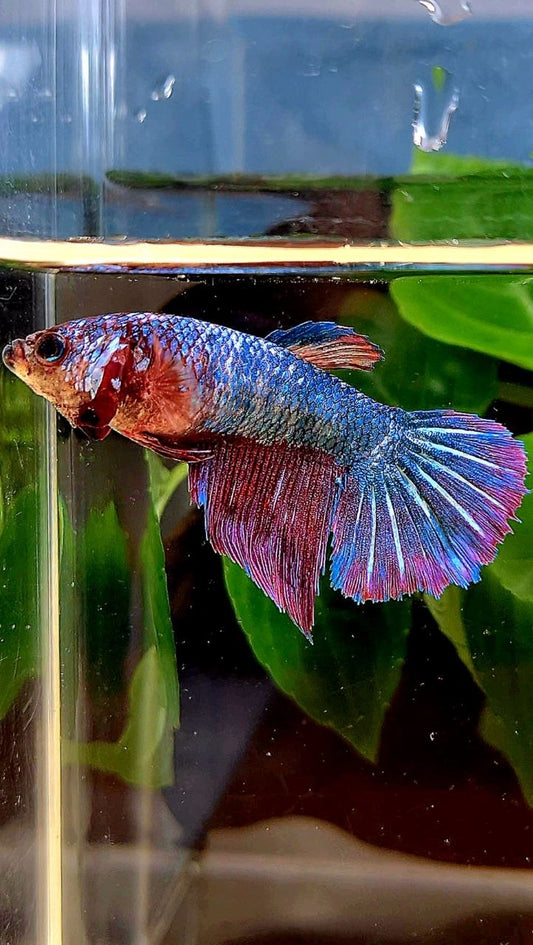 FEMALE HALFMOON FANCY PURPLE MULTICOLOR BETTA FISH