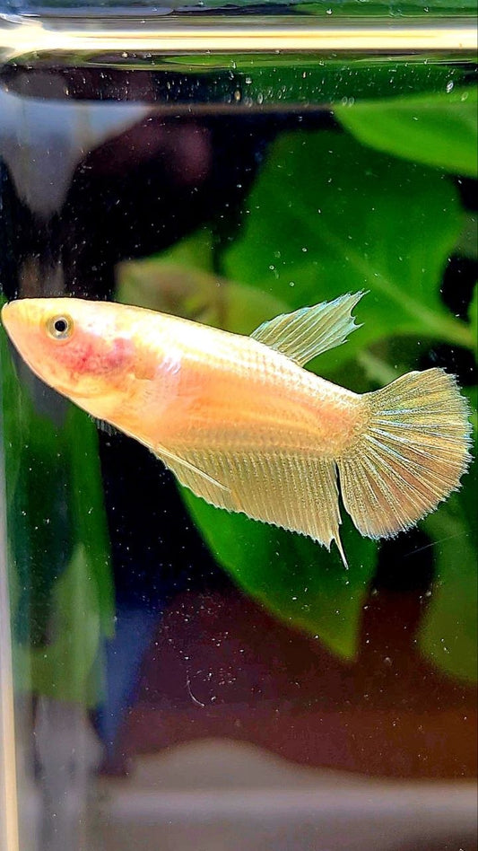 FEMALE PLAKAT GOLD BETTA FISH